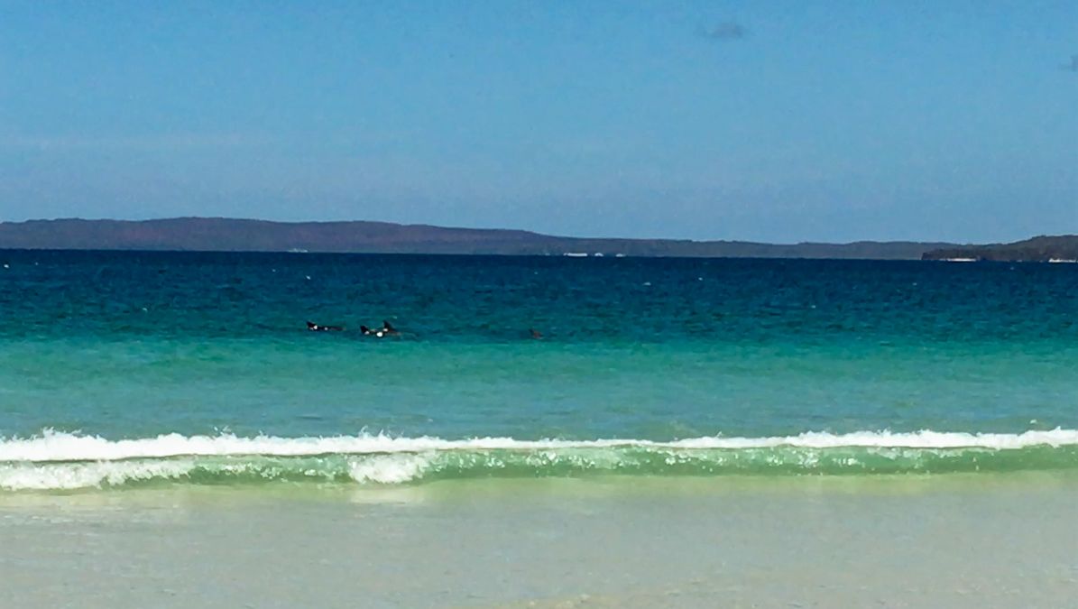 Dolphin spotting at Callala Beach