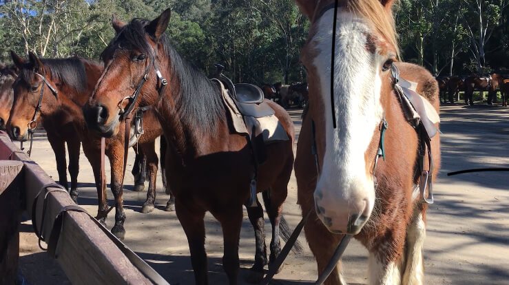 Glenworth Valley Centre horses