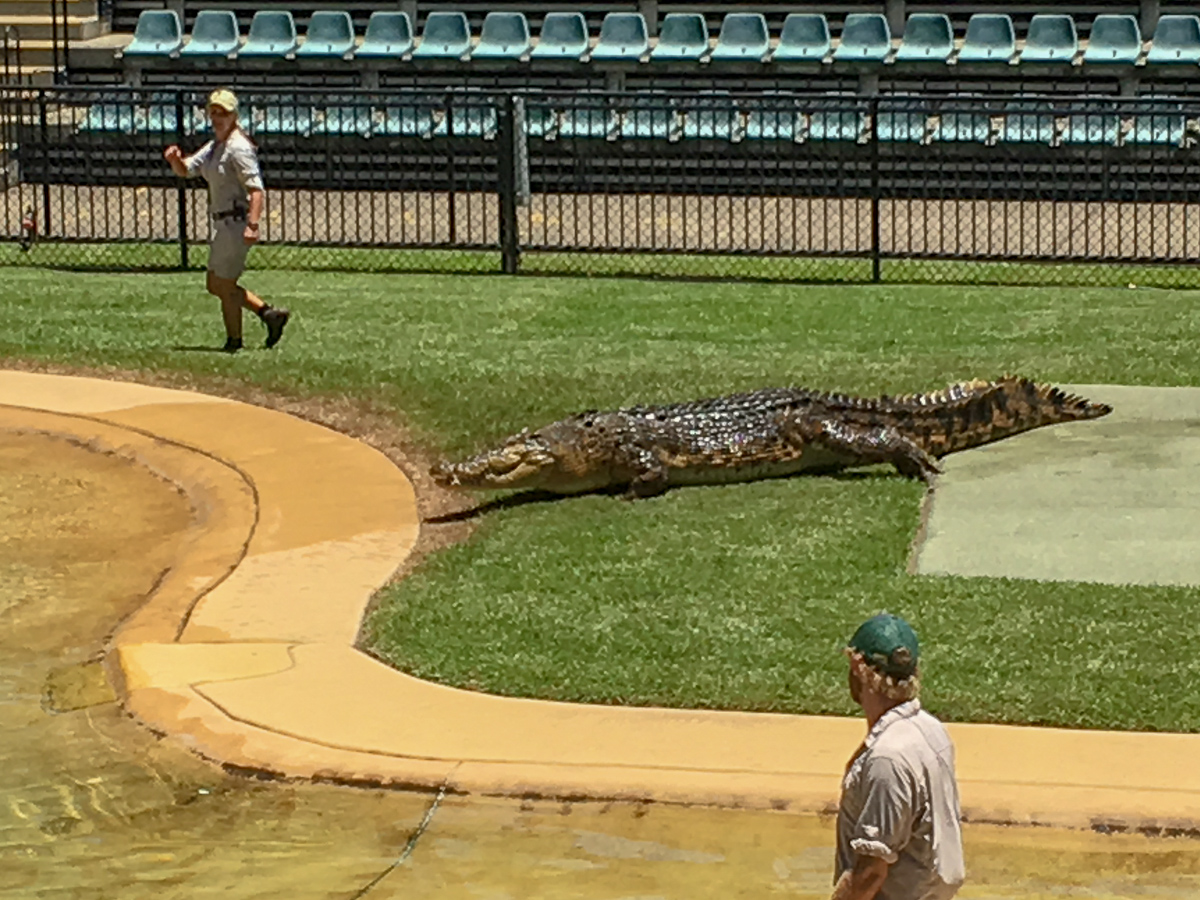 Crocodile show at Australia Zoo