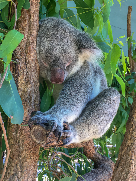 Koala Bear sleeping on tree branch