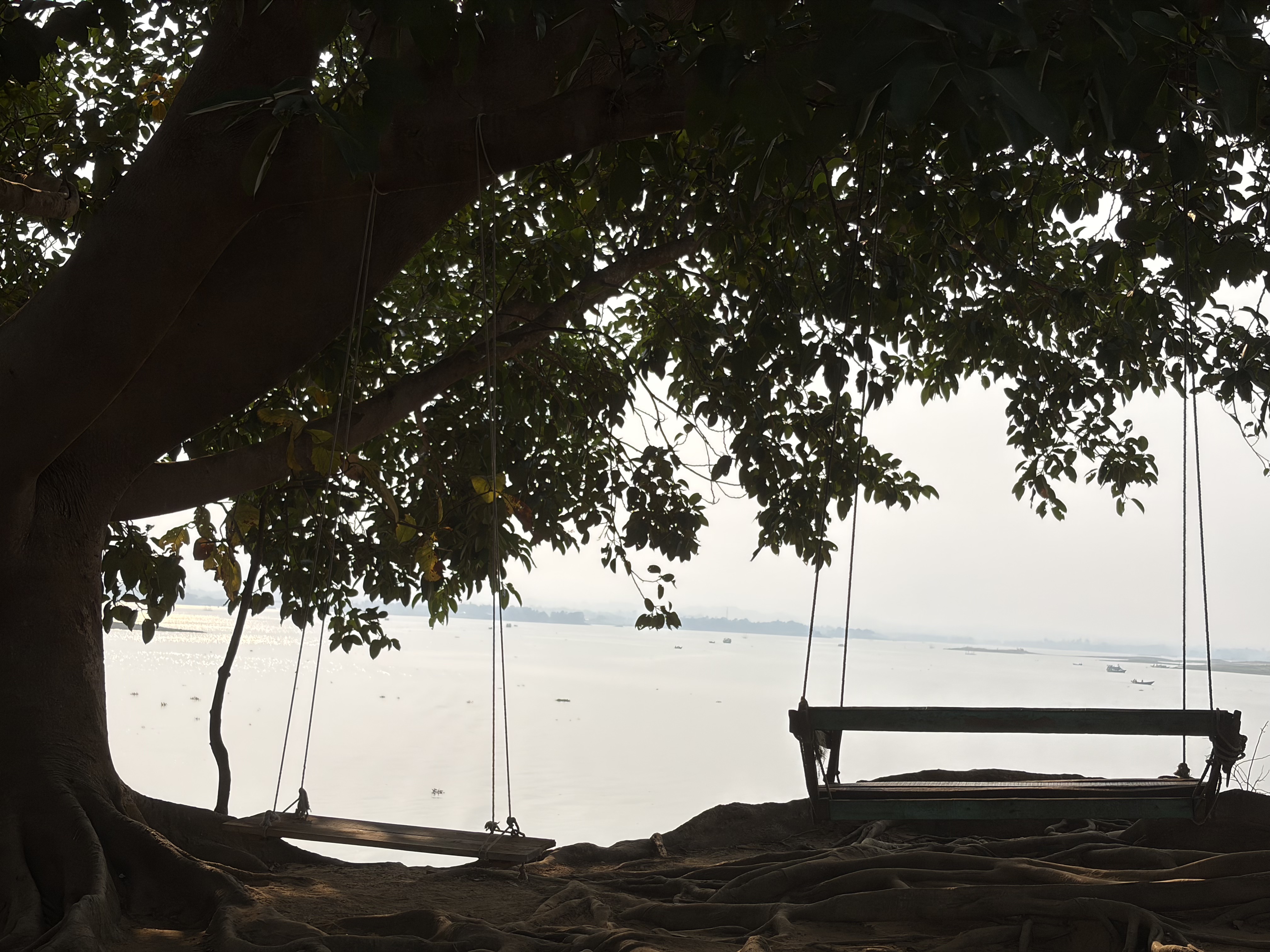 Swings of a Tree