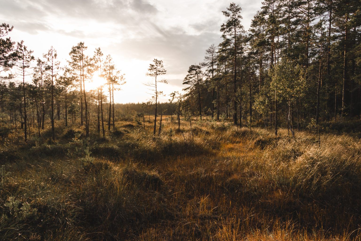 peatland.jpg