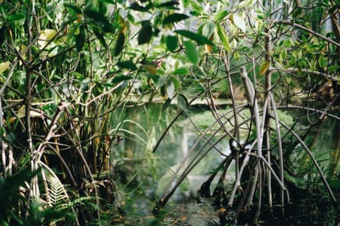 mangroves.jpg