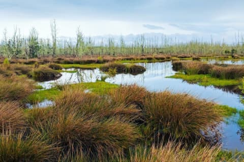 wetland.jpg