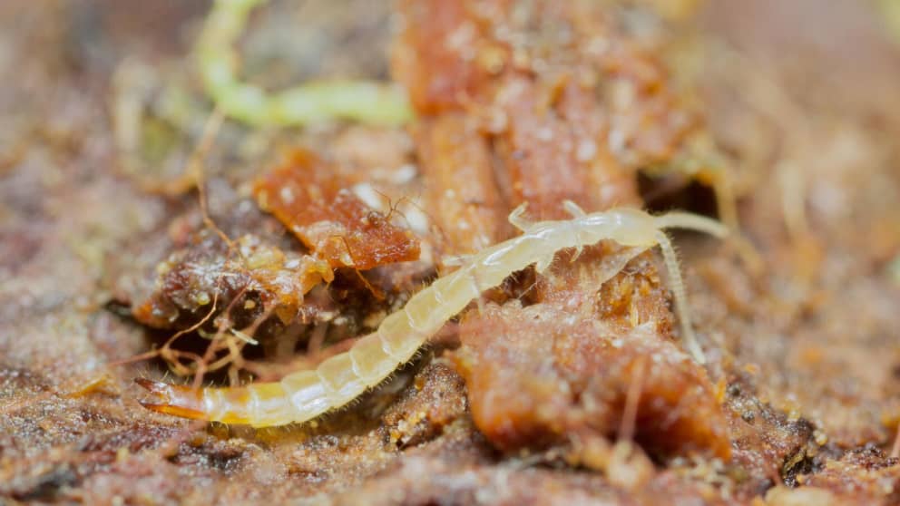 Japygidae
