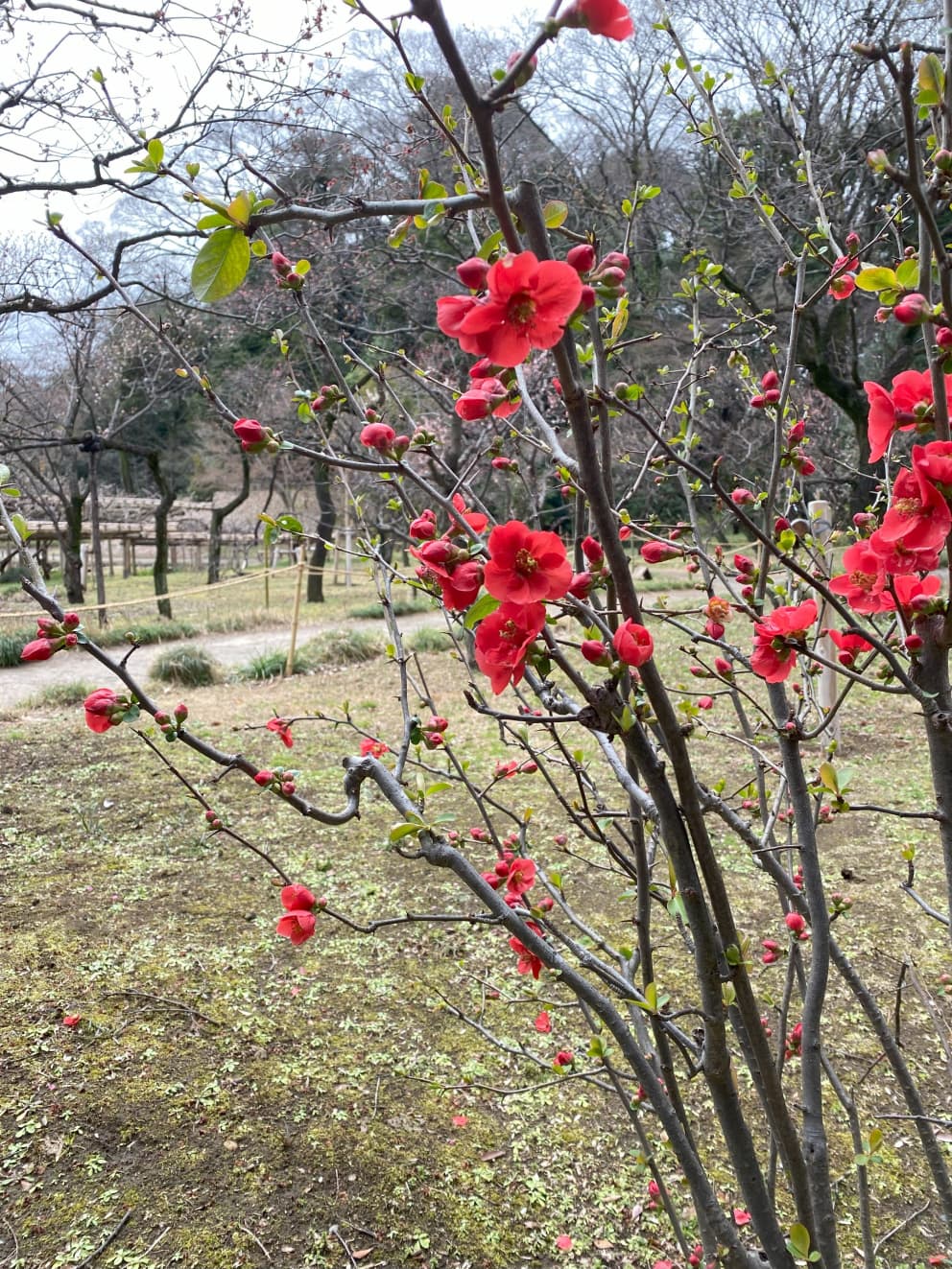 Japanese gardens as hero for well-being, climate and nature