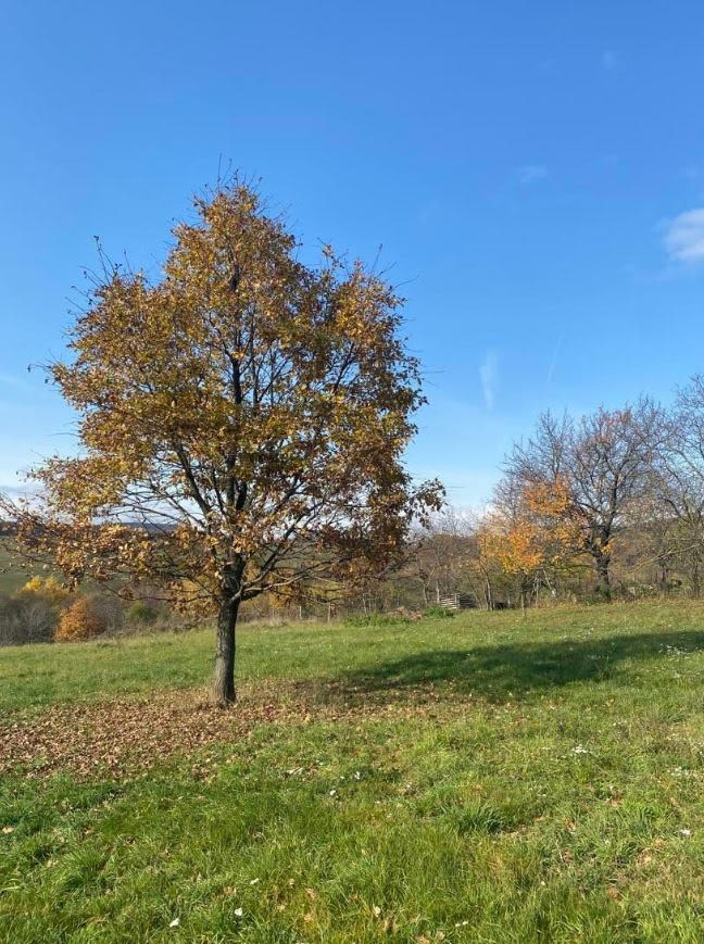 Predám slnečný pozemok v lokalite Poproč (okres Košice-okolie)