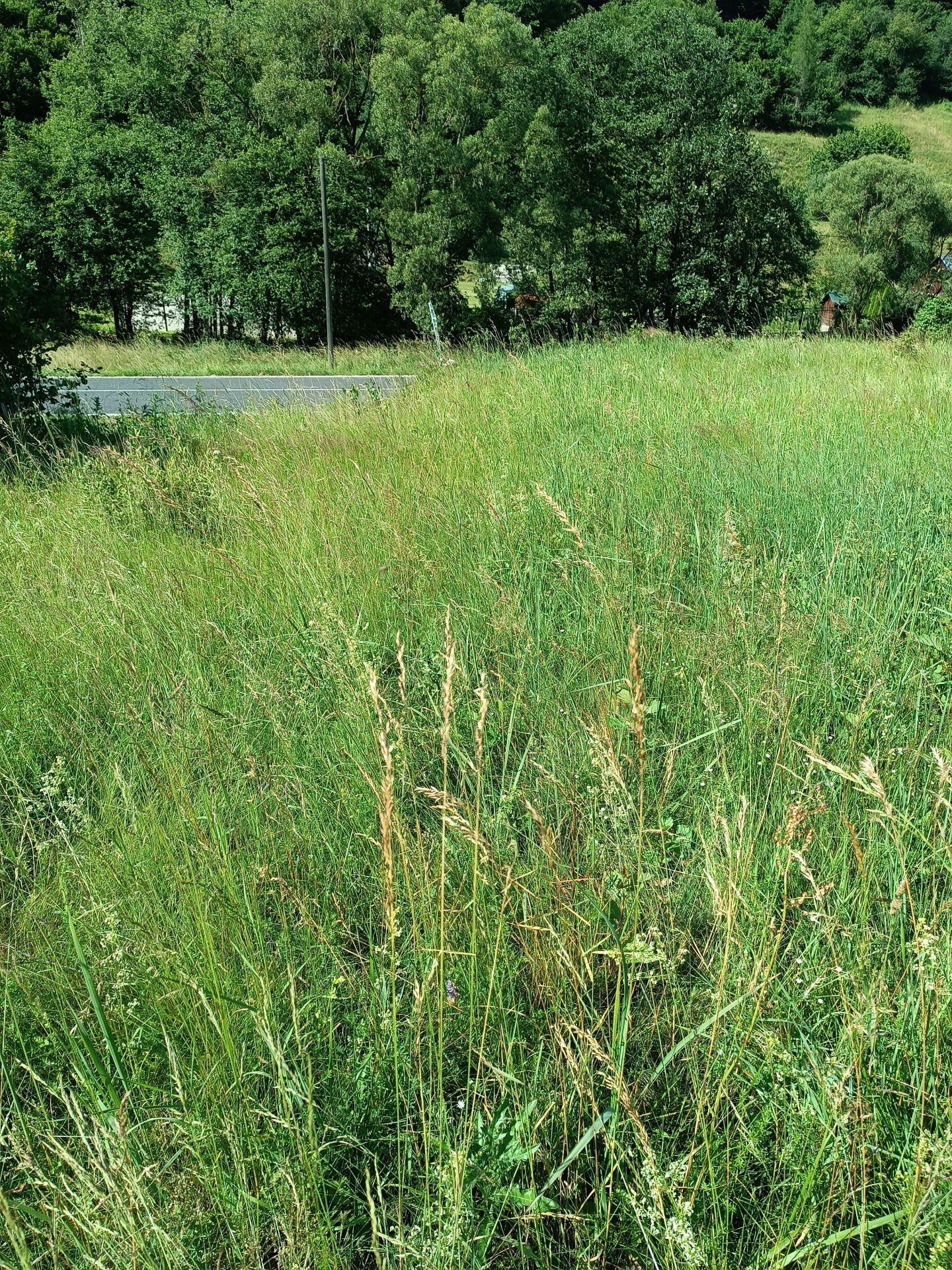Predám slnečný pozemok v lokalite Nálepkovo