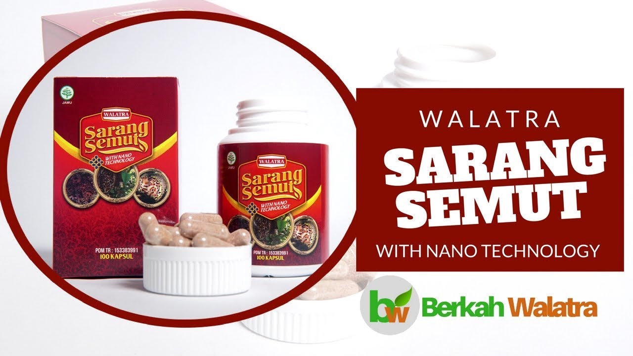 Jual Sarang Semut Papua di Kepulauan Mentawai Jual Sarang Semut Papua di Kepulauan Mentawai