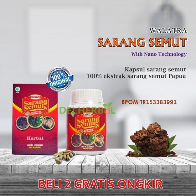 Jual Sarang Semut Papua di Lasusua Jual Sarang Semut Papua di Lasusua