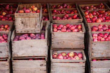 Apple Harvest, Apple Annie Orchard