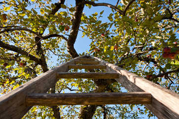 Apple Ladder, Apple Annie Orchard