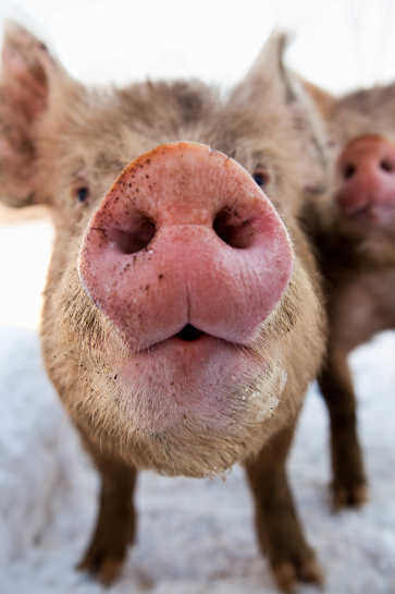 Pig Snout, Kellie Brook Farm