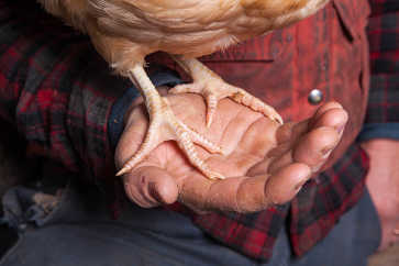 A Bird In Hand, The Wild Miller Gardens