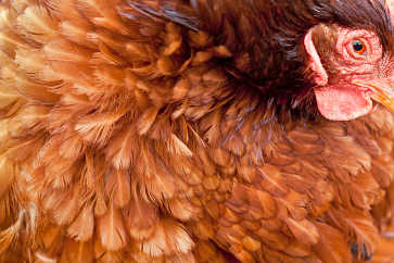 Chicken Feathers, Brookford Farm