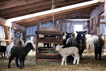 Sheep in the Barn, Riverslea Farm