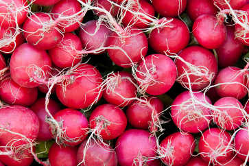 Riverside Farm Radishes