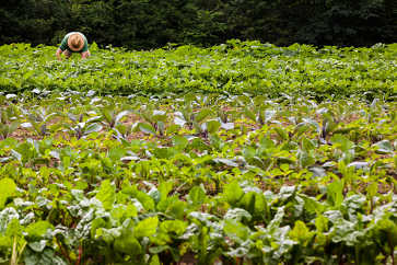 Picking Cukes, Barker's Farm