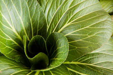 Bok Choy, Heron Pond Farm