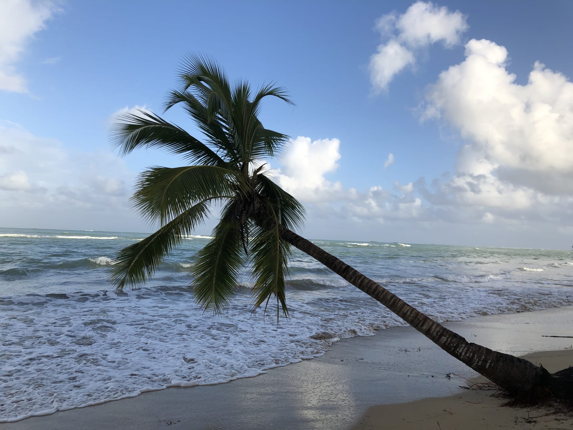 A picture of a palm tree on the north coast of the Domincan Republic.