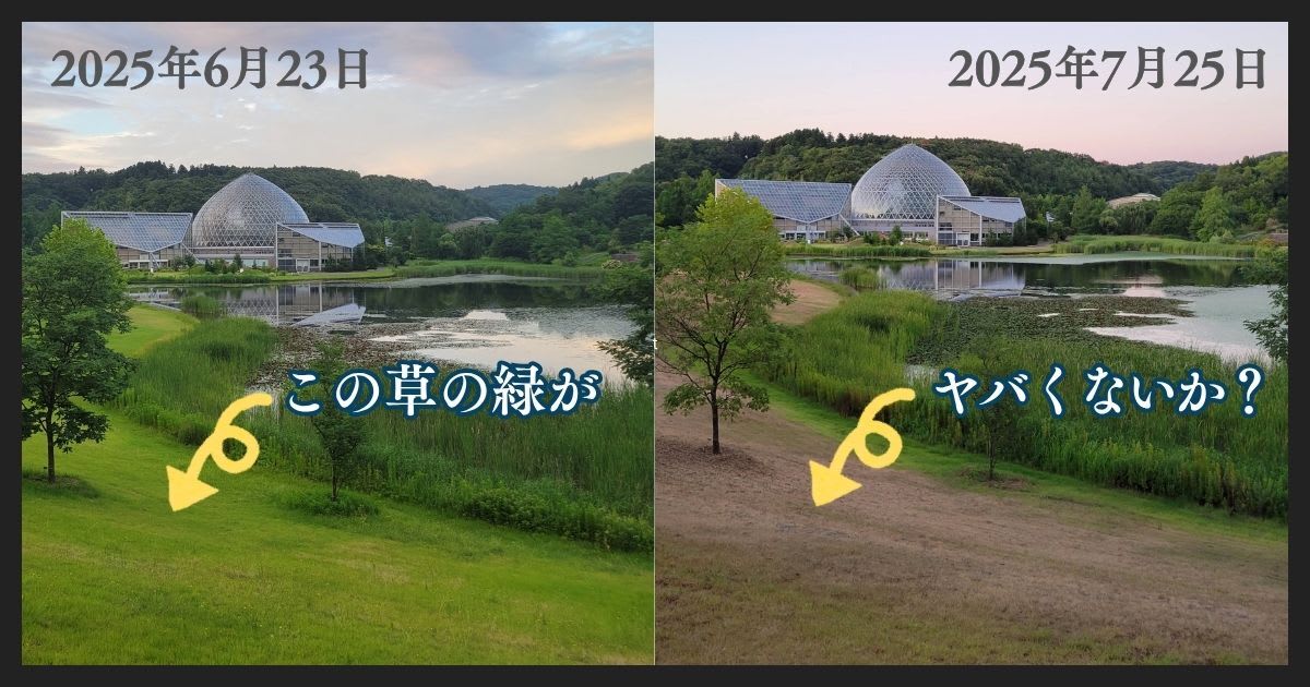 2025年7月の新潟は雨が降らない🌞新潟県立植物園の草が枯れ始めている