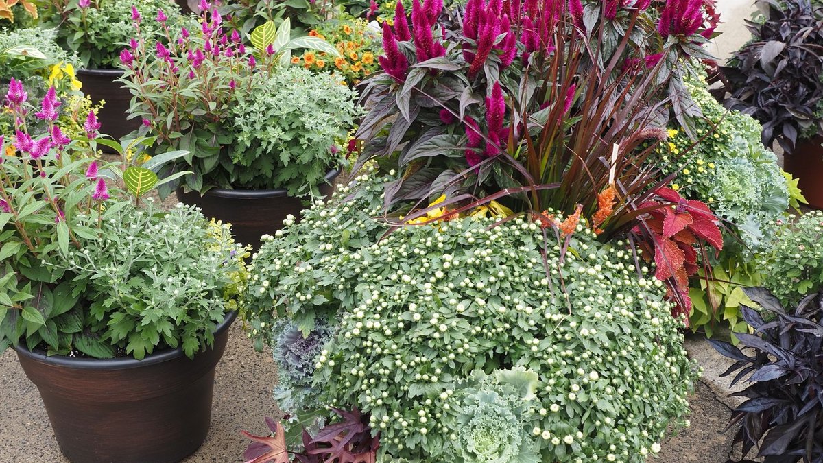 Cool-Toned Fall Container Ideas From Seattle Designer Cool-Toned Fall Container Ideas From Seattle Designer - fall container ideas