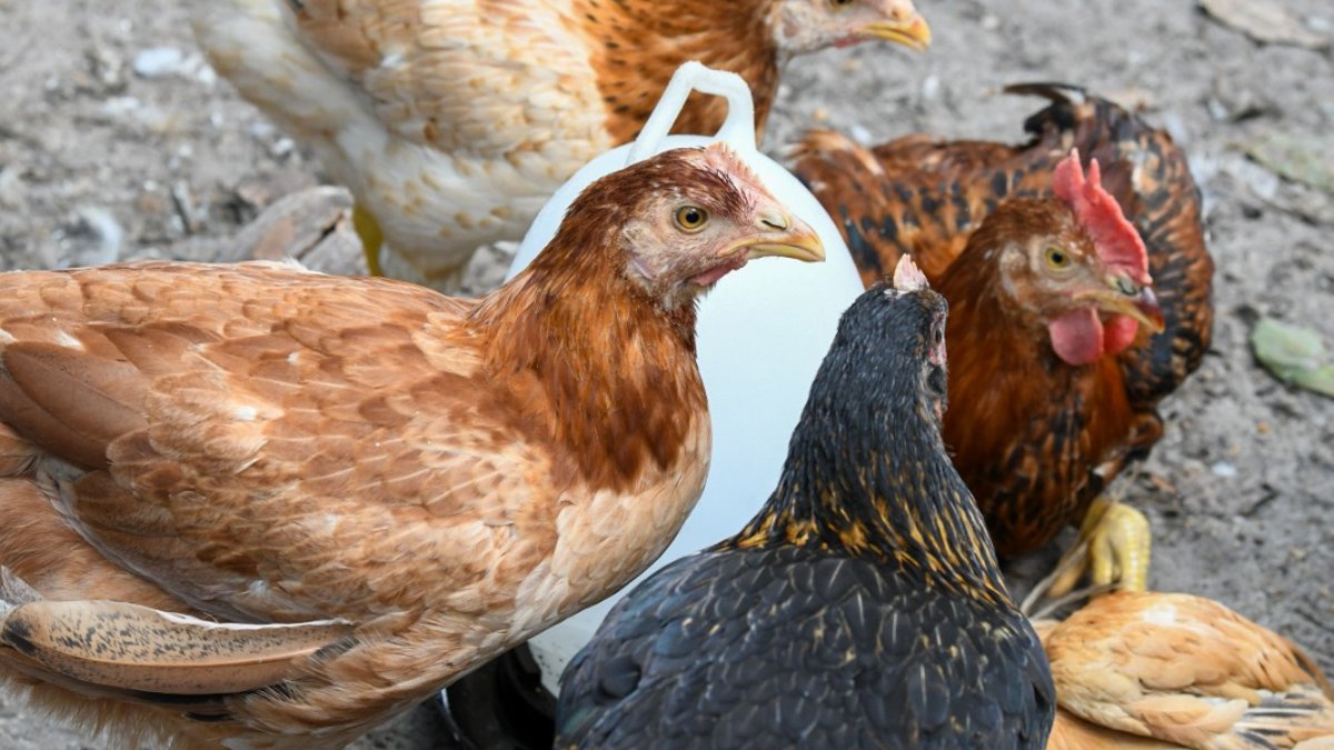 Malaysian Court Halts Record RM367m Feedmill Penalty - feedmill penalty