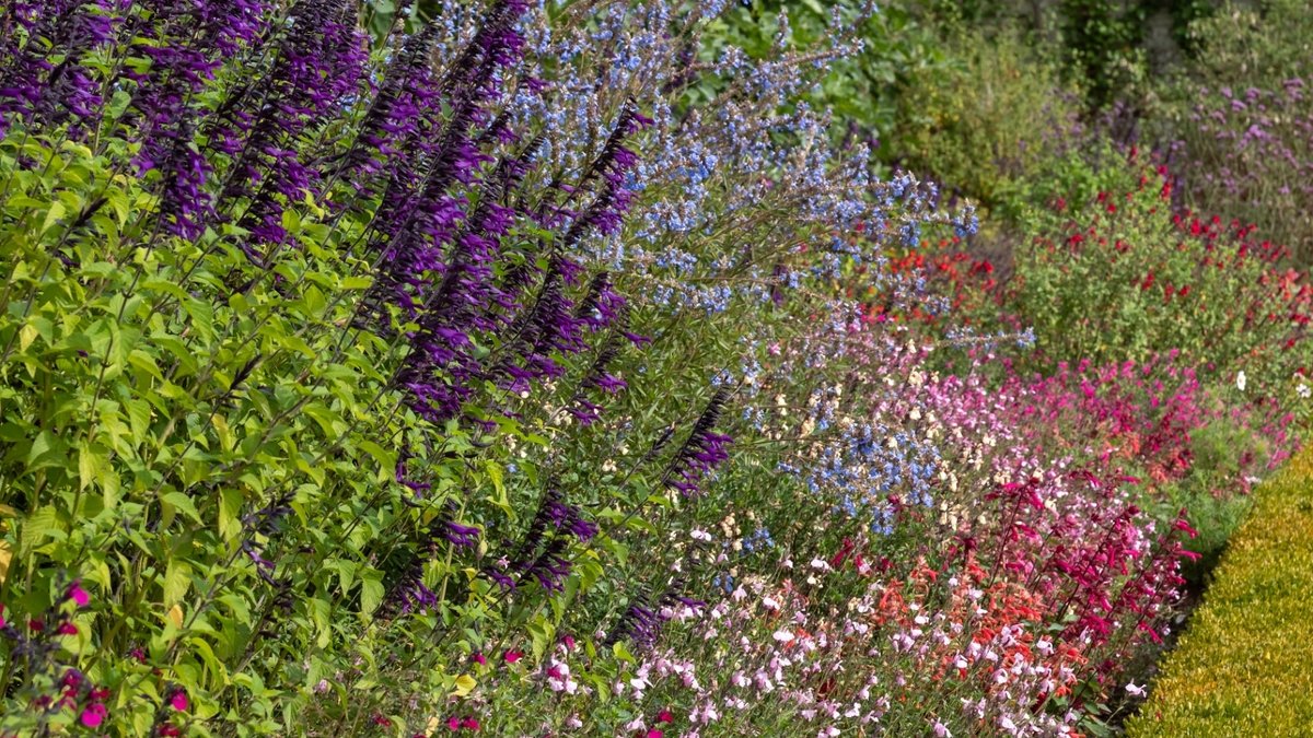 Save salvia plants for next spring - salvia plants