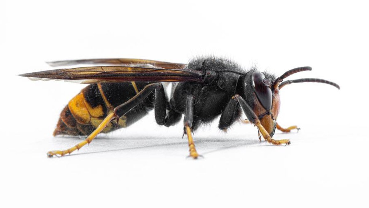 UK Pest Control Industry Prevents Billions in Annual Savings - uk pest control industry