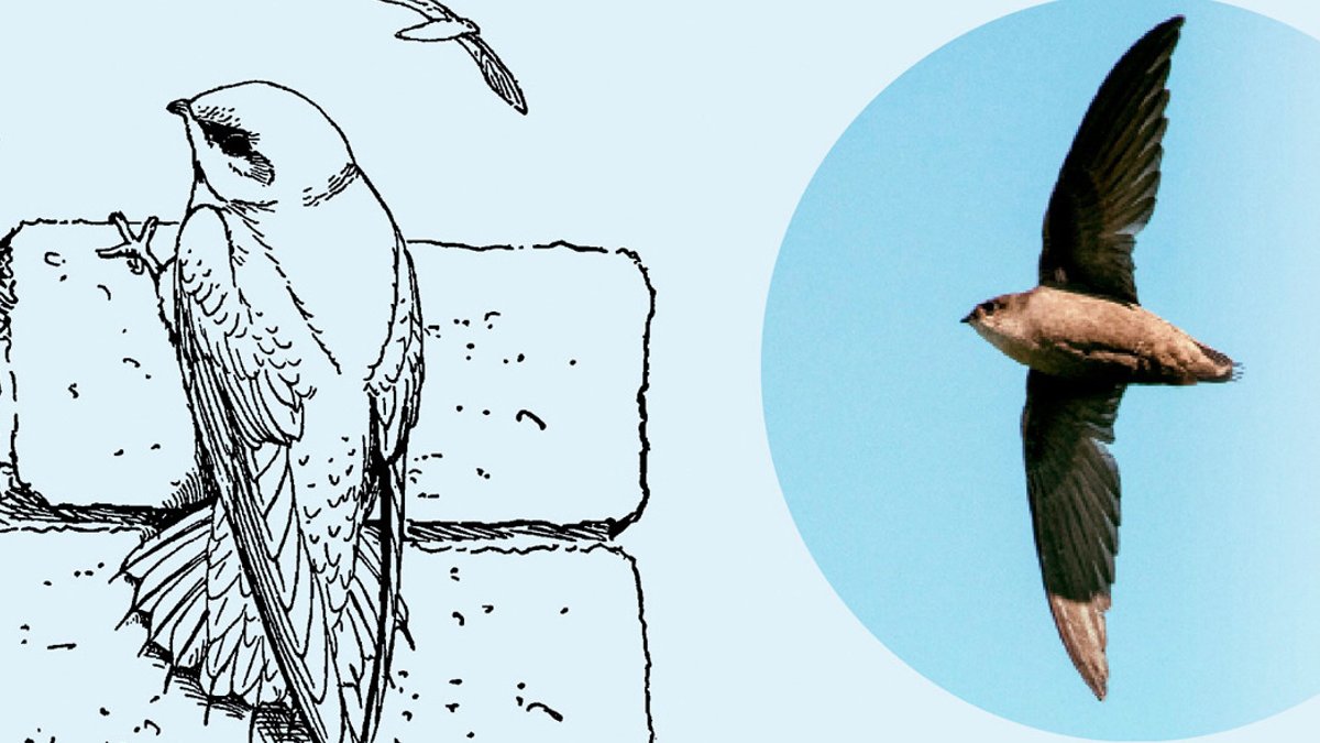Chimney Swift Populations Plummet as Chimneys Vanish - chimney swift