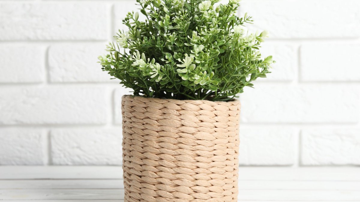Water Damages Plants and Baskets Alike Water Damages Plants and Baskets Alike - water damages