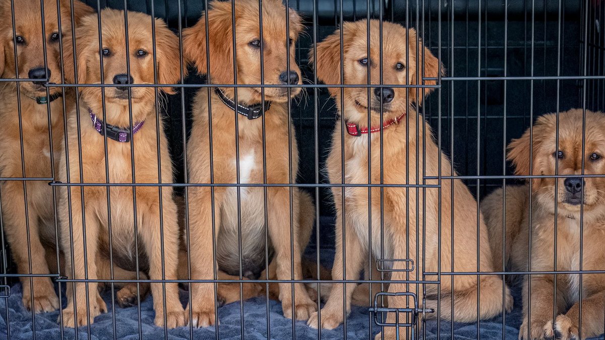 Puppy adoption parties bring community together - puppy adoption