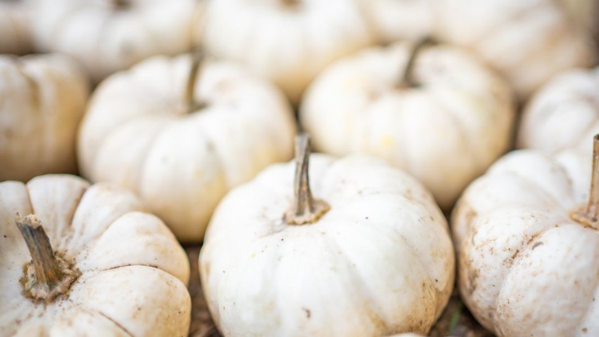 Mini Pumpkins Become Fall Planters with Simple Hole - mini pumpkin planters