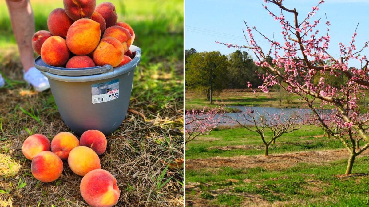 Louisiana's Historic Peach Orchard Celebrates 70+ Years of Summer Harvest - peach orchard