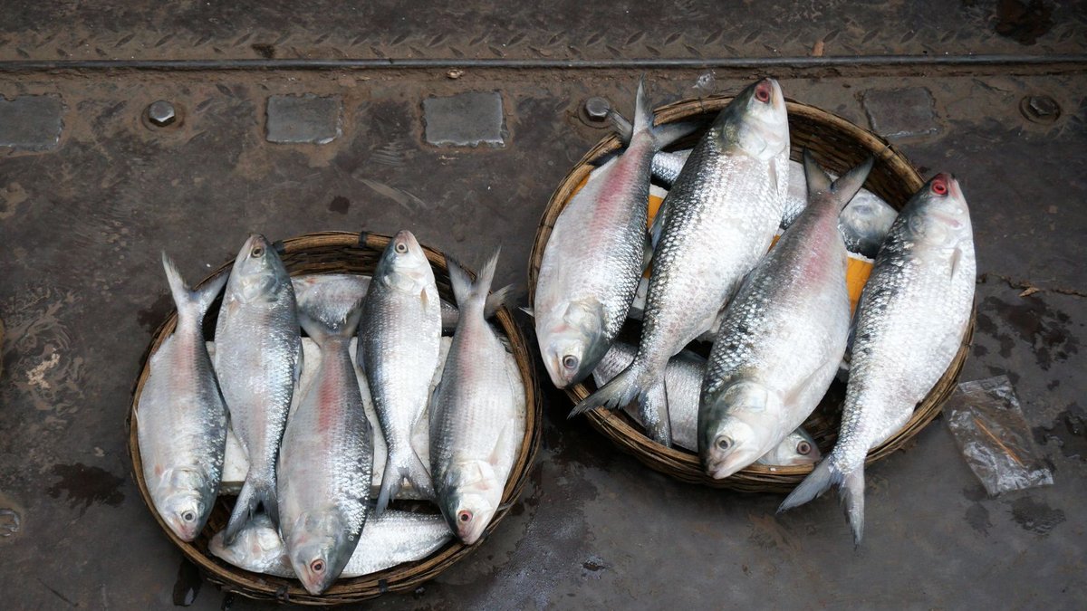 Government boosts hilsa fish production efforts Government boosts hilsa fish production efforts - hilsa fish