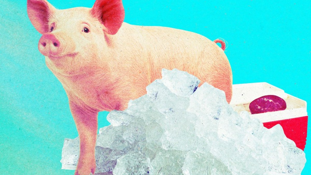 Scientists revive pig kidneys after year-long freezing Scientists revive pig kidneys after year-long freezing - revive pig kidneys