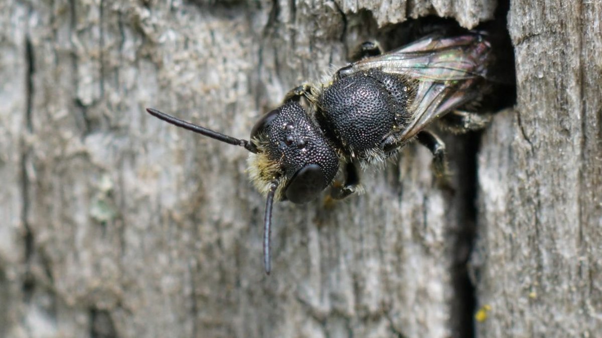 Experts warn WD-40 ineffective against carpenter bees - wd-40 carpenter bees