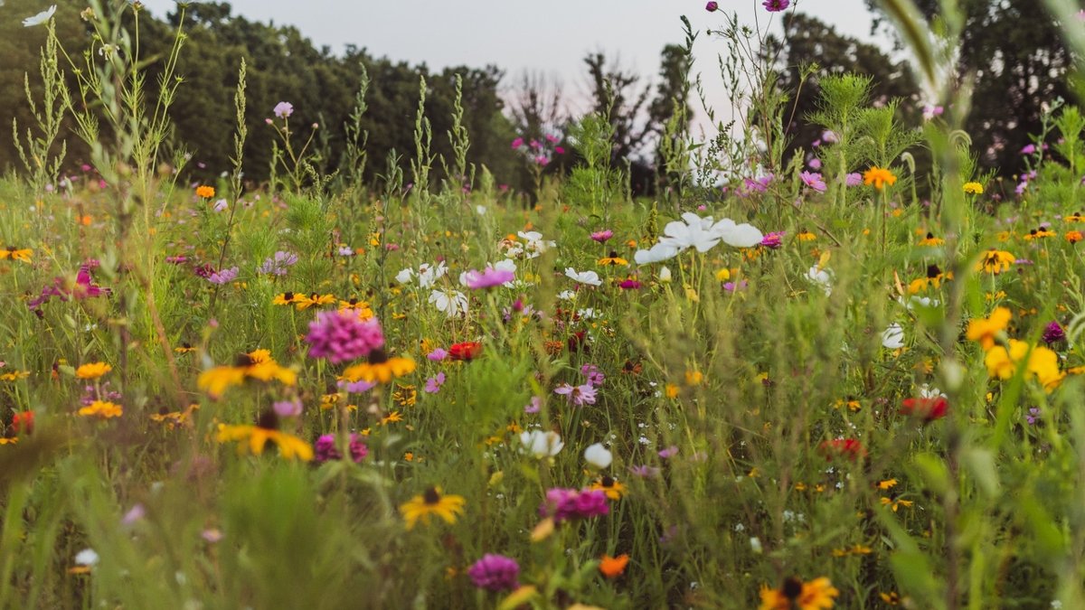 Simple steps to grow a pollinator-friendly wildflower meadow - wildflower meadow