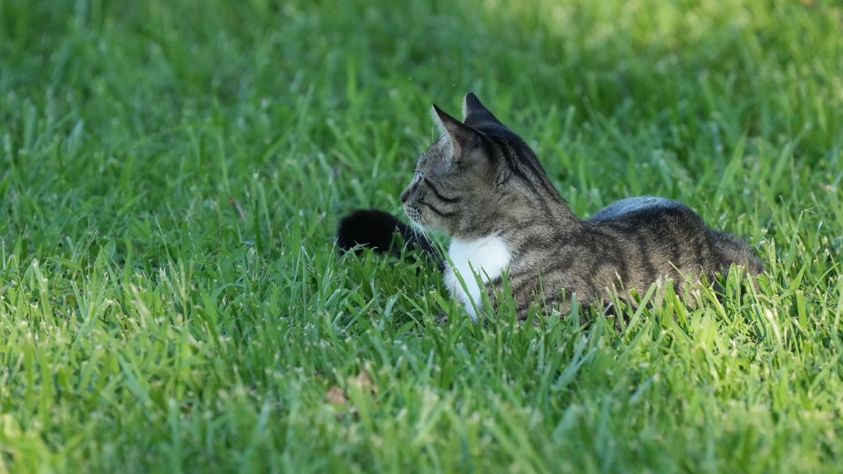 Advice for pet owners amid avian flu outbreak - avian flu outbreak