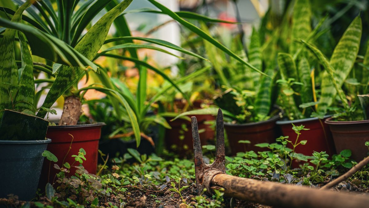 Tested border forks reveal top picks for tough soil Vibrant indoor garden with tropical plants and a gardening tool resting on the soil.