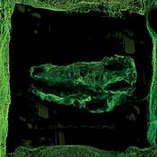 Avey Tare Down There