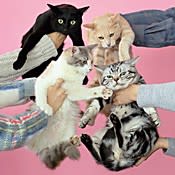 きのこ帝国 猫とアレルギー