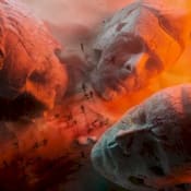 Muse Will Of The People