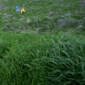 macaroom inter ice age 4