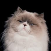 カネコアヤノ 「燦々」