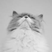 カネコアヤノ 燦々 ひとりでに