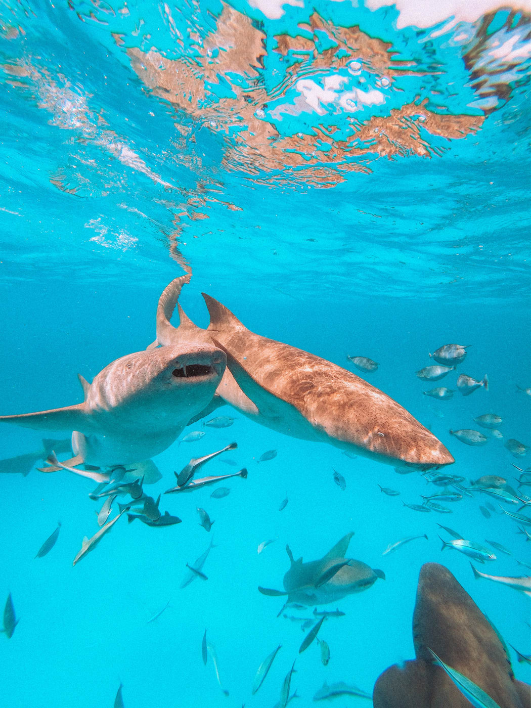 Nurse sharks and tropical fish underwater near Kandooma Maldives