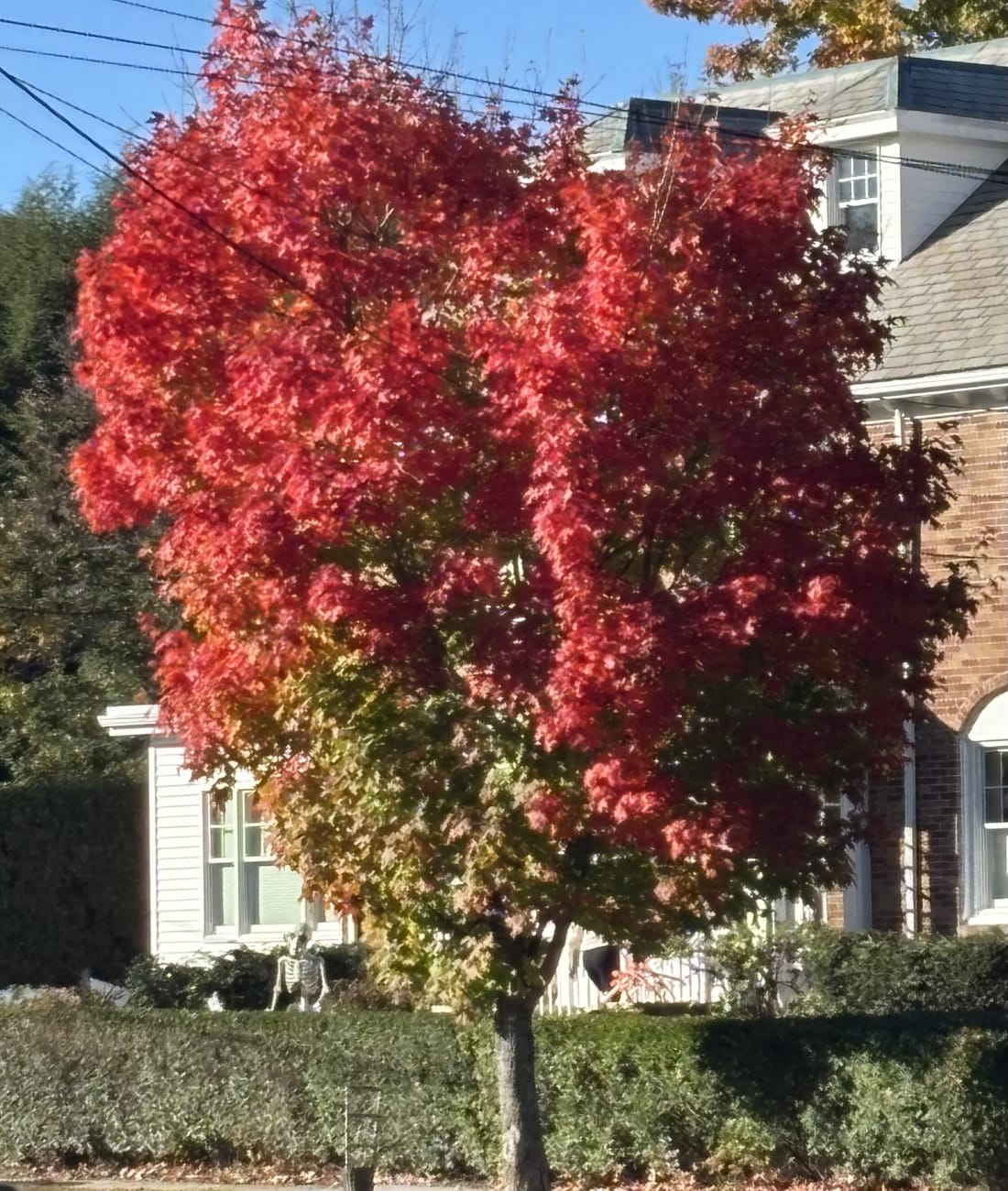 Maple in Chestnut Hill, MA