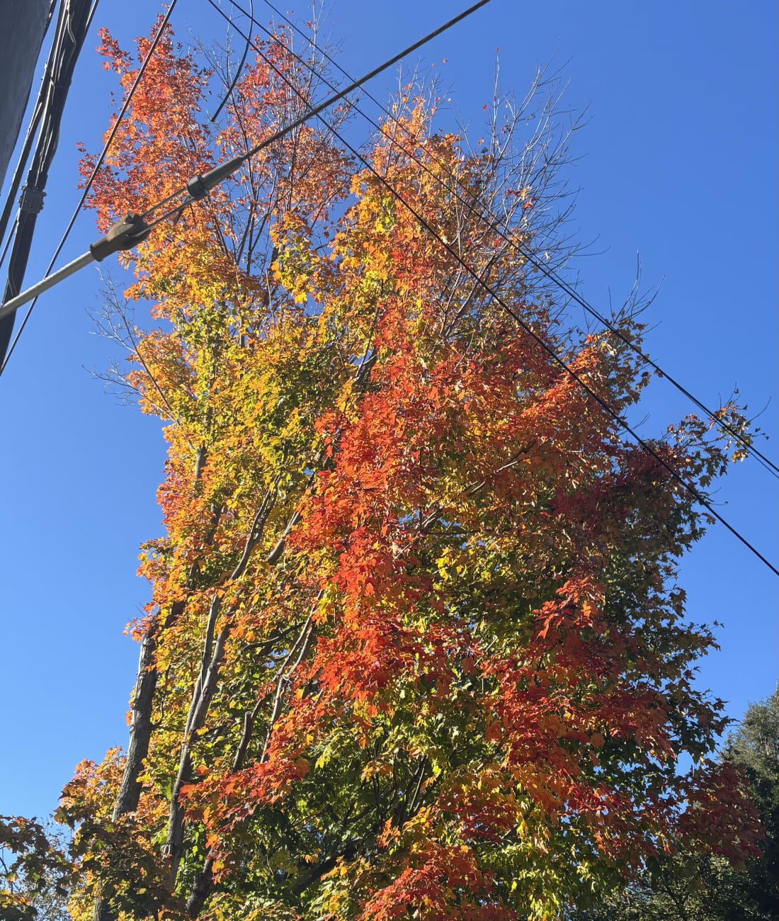 Maple in Chestnut Hill, MA