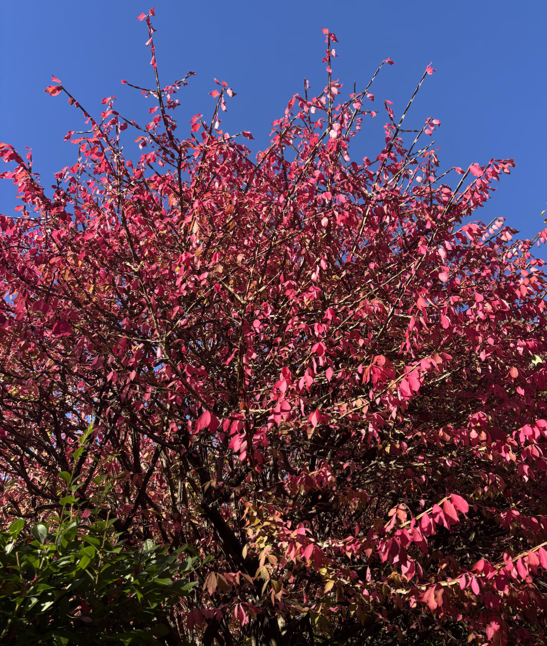 Burning Bush in Chestnut Hill, MA